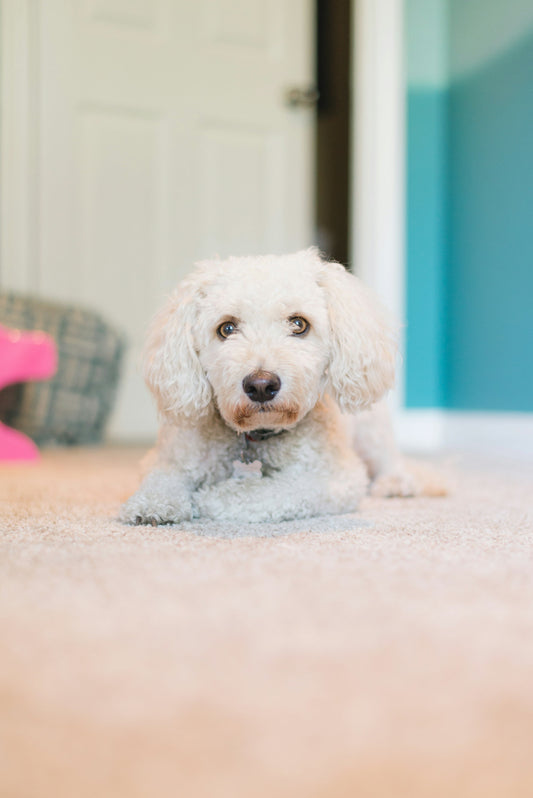 Carpet Cleaning Chemicals for Safe and Efficient Usage - Izyclean