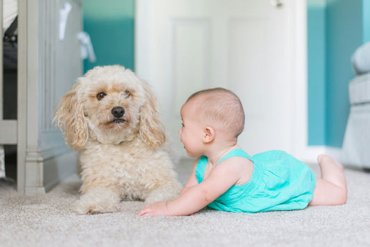 Choosing Safe Upholstery Cleaning Products Wisely - Izyclean