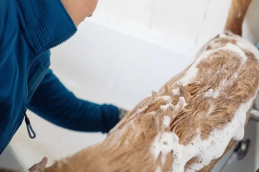 Co dělá univerzální odstraňovač skvrn a oplachovací prostředek účinným - Izyclean